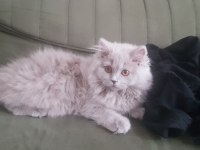 uzun saçlı british longhair