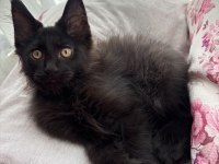 Son kalan 7 parmak erkek maine coon