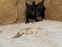 A+ Anne Babadan Erkek dişi Belçika Malinois yavrular