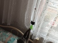 27 aylık uysal dişi british shorthair kedimiz