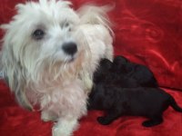 Siyah inci morkie ler