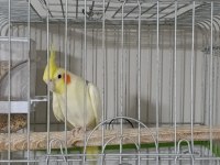3 yaşında damızlık erkek sultan papağanı