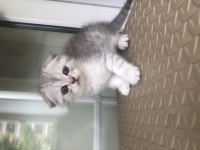Scottish fold silver