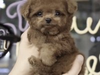 Toy Poodle Köpekler