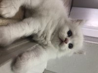 British Longhair sağlıklı kaliteli yavrular