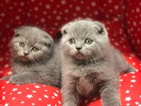 SCOTTISH FOLD GRİ YAVRULARIM 