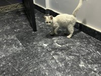 Ücretsiz Acil Kedimiz