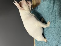 Safkan yüksek kalite french bulldog yavrularımız