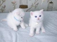 Maviş gözlü scottish fold biblolarım