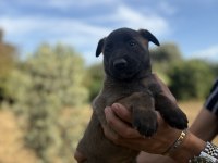 1 haftaya teslim Belçika malinos bebekler