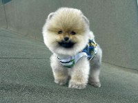 AYI SURAT POMERANİAN BOO YAVRULAR