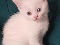 Orjinal top kafa british shorthair yavrularımız