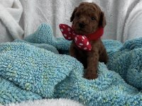 Ev ortamından kore poodle bebekleri
