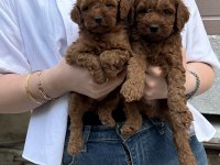 Show Güzellikte Toy Poodle Bebekler