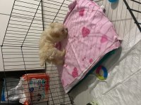 Yavru maltipoo