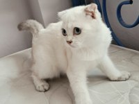Scottish Fold Point Dişi