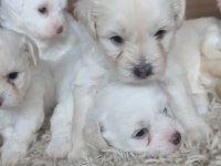 Muhteşem Güzellikte Safkan Maltese Terrier Yavrular
