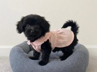 Toy Poodle Black Yavrular