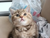 Üç aylık scottish fold ve british shorthair yavrular