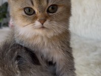 British shorthair golden yeşil göz dişi yavru