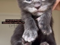 Türkiyenin Her Yerine Teslim Xxl Maine Coon