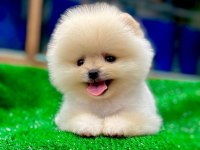 Türkiye’nin En güzeli Ayıcık Pomeranian Boo