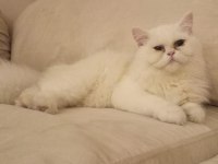 British Longhair Püskül hanıma yuva