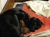 Evde baktığımız 2. Doberman Yavrularımız