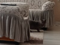 British shorthair erkek yavrumuz