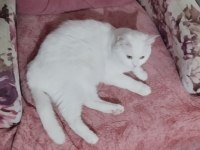KEDİMİZİ ÜCRETSİZ SAHİPLENDİRME ACİL