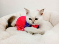 Son British Longhair Bebeklerim Ailesini Arıyor