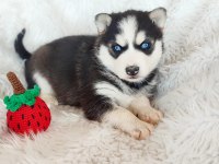 Safkan husky yavrularım