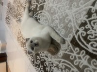 Blue point mavi gözlü british shorthair