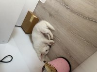 Rus finosu 5 aylık köpeğimiz