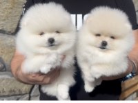 Pomeranian Boo bebekler aşılı kimlikli