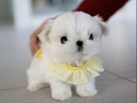 Yarışma düzeyi 0 boy kore maltese terrier jack