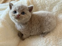 Safkan British Shorthair Fawn Dişi