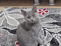 3 aylık british shorthair