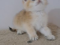 British shorthair golden erkek