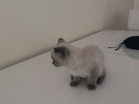 British shorthair gri füme