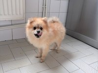 Pomeranian boo köpeği