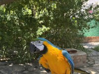 İsmi rıfkı evraklı macaw