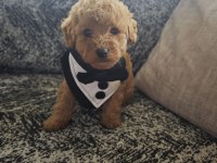 Toy Poodle Erkek Kuyruksuz