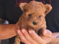 TEDDY KORE POODLE YAVRULARI