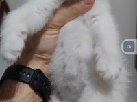 British shorthair kedimiz