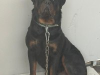 Tecrübeli Aileler İçin Asil ve Sadık Rottweiler Yavrular