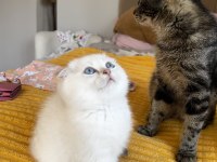 Scottish fold beyaz