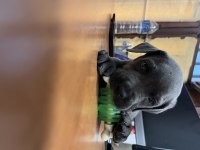 Cane corso kızımıza yeni yuva arıyoruz