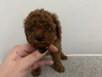 Dark Redbrown Kore Dişi Poodle