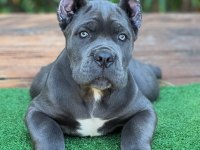 Ruhsatlı Köpek Çiftliğinden Cane Corso Yavrular